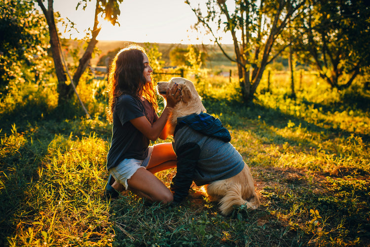 Pet Comfort