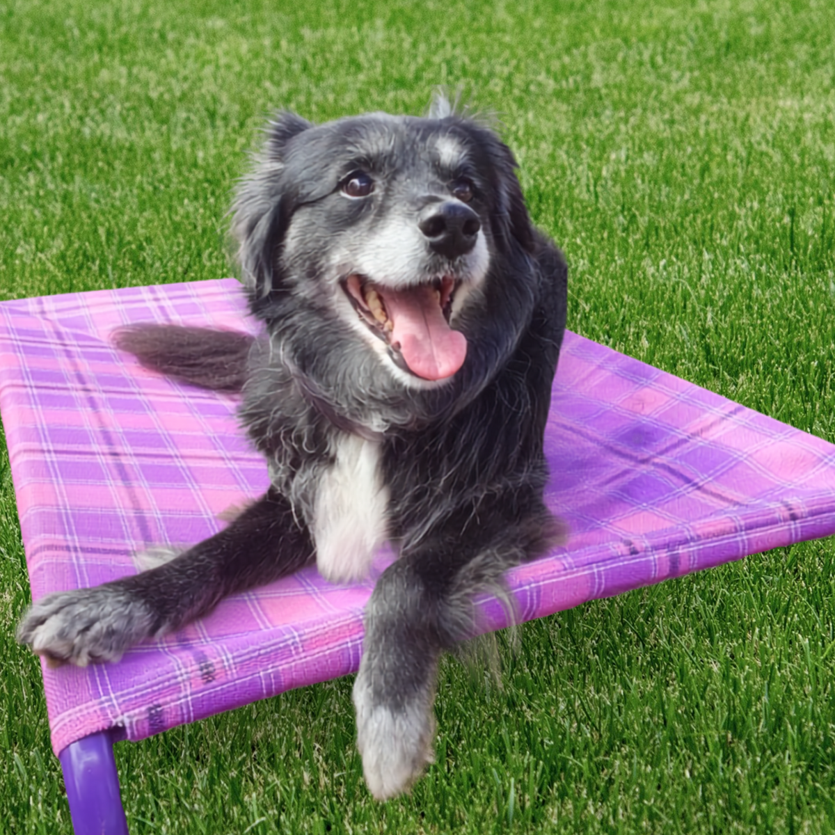 Pet Comfort Bed - The Oakleigh (Medium)
